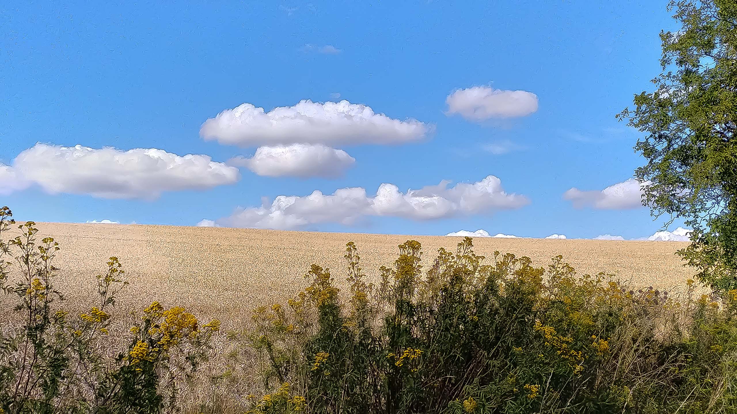 IMG 20200801 160806 kopia